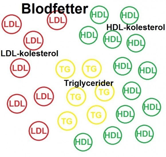 triglycerider HDL och LDL